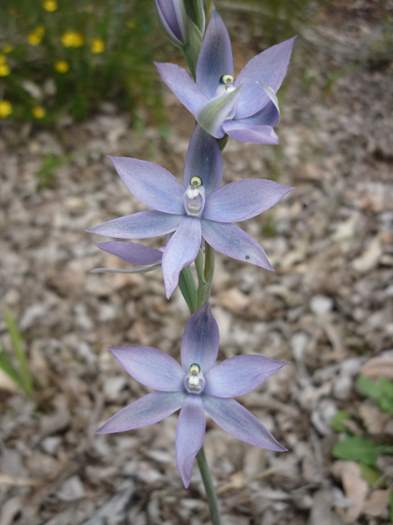 Thelymitra - Blue lady orchid P1150553.JPG